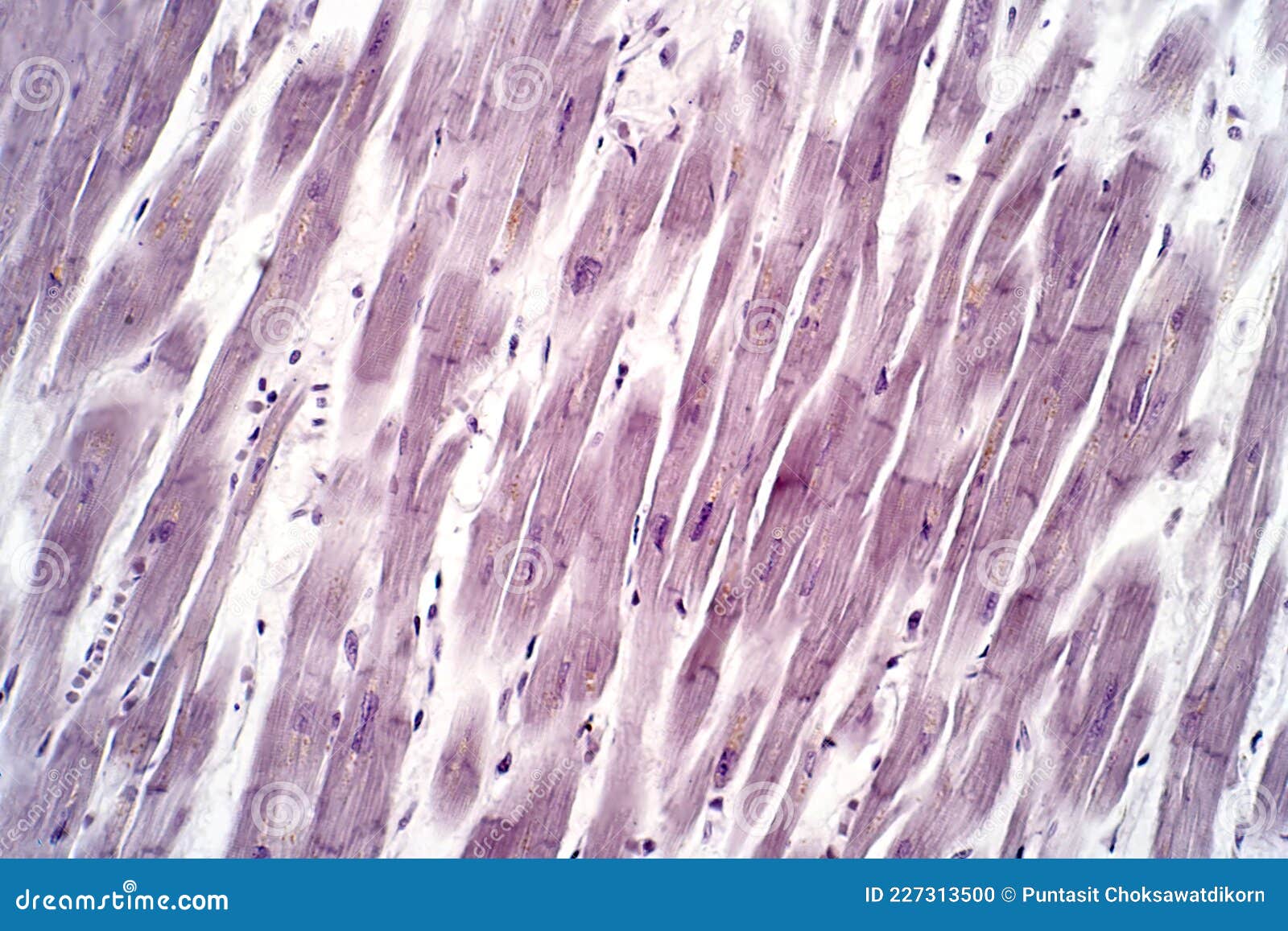 Histology Of Human Cardiac Muscle Under Light Microscope View For