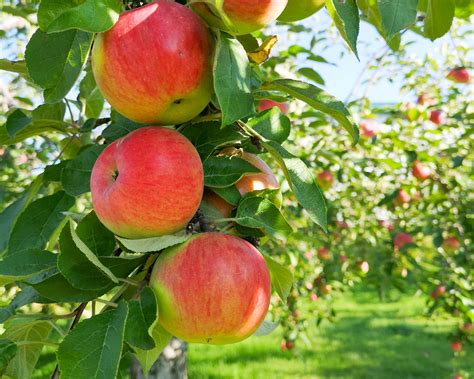 Honeycrisp Apple Tree