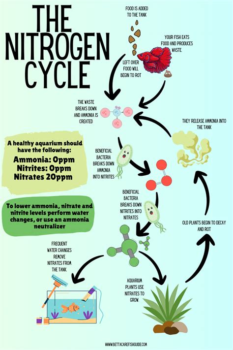 How To Cycle A Fish Tank The Nitrogen Cycle Aquarium Friend