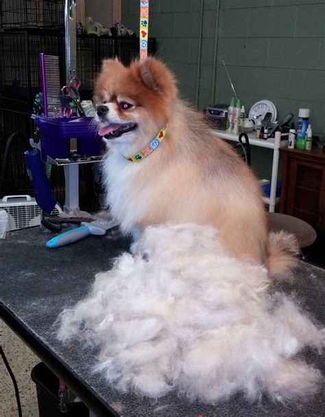 How To Deshed A Dog S Coat Wiki Hows