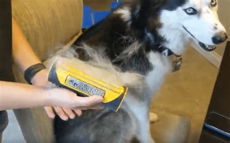 How To Deshed Your Dog Here S A Top Rated Husky Deshedding Tool