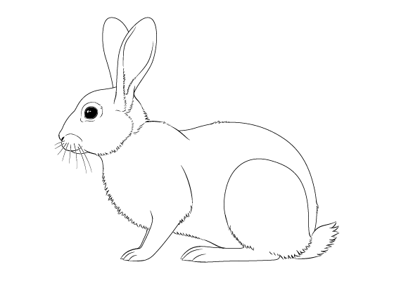 How To Draw A Rabbit Step By Step Tutorial Easydrawingtips