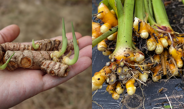 How To Grow Turmeric In Containers In Any Zone Grow Turmeric