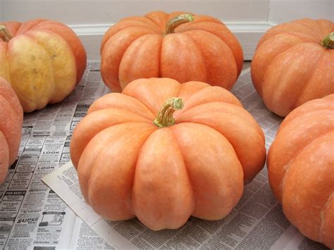 How To Preserve Pumpkins For D Cor Or Storage Graceful Little Honey Bee