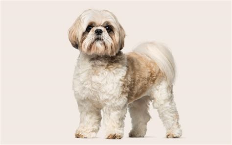 How To Reduce Dog Shedding Manypets