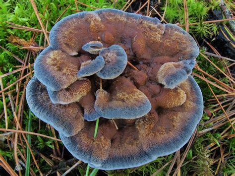 Hydnellum Caeruleum The Ultimate Mushroom Guide