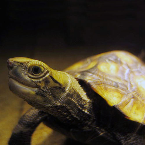 Japanese Pond Turtle Reptiles And Amphibians Of Japan Inaturalist