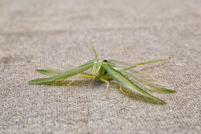 Large Green Flying Insect Katydid In California 9742 Flickr