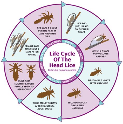 Lice Facts Lice Life Cycle Best Lice Treatment Louisville Ky Nit