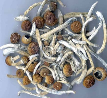 Magic Mushrooms Psilocybin Remain A Popular Hallucinogen Council On