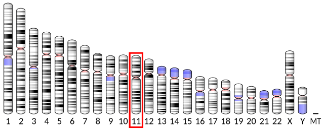 Major Basic Protein Wikipedia