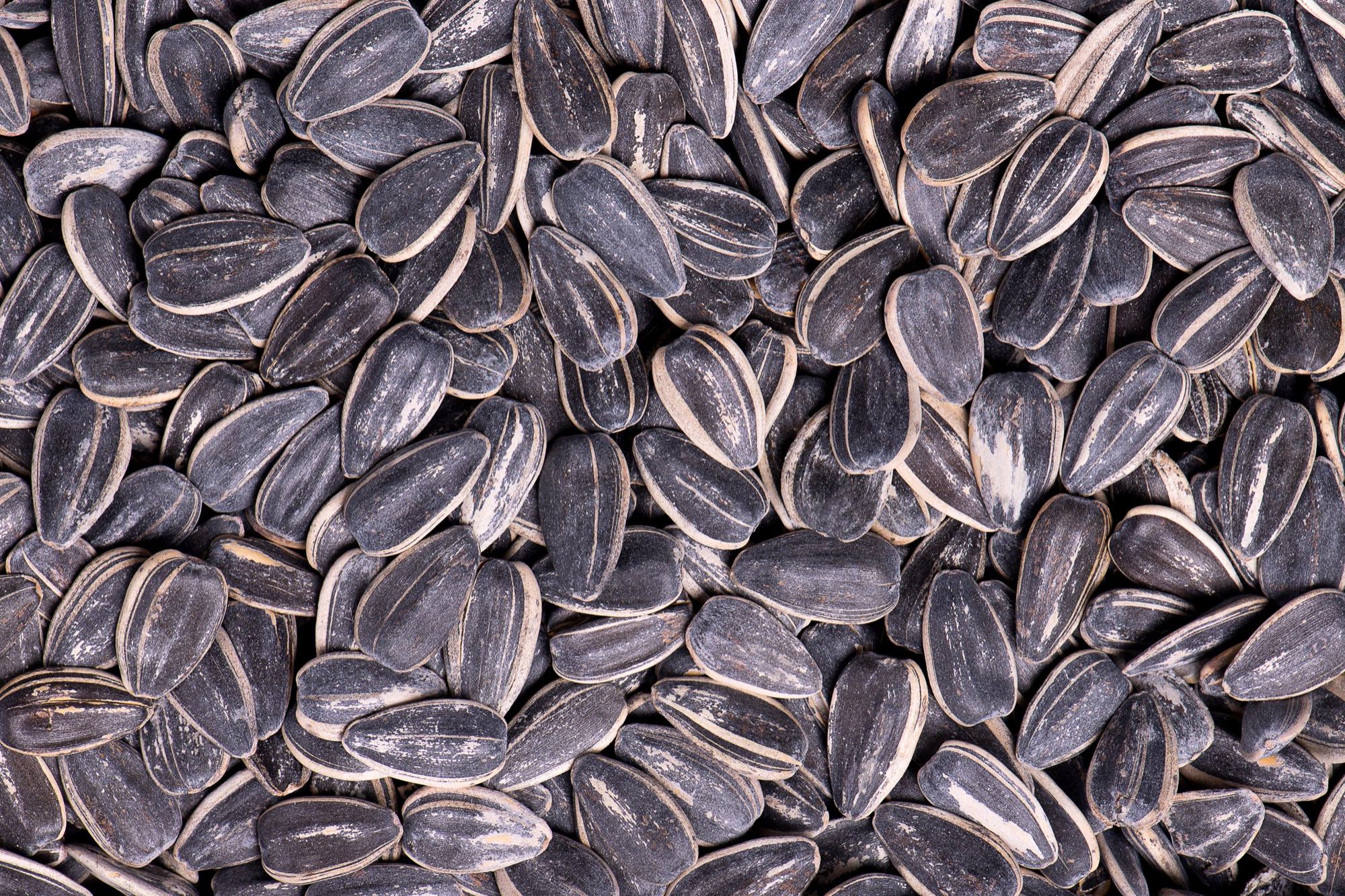 Mega No Salt Seeds 5 5Oz Jumbo Sunflower Seeds