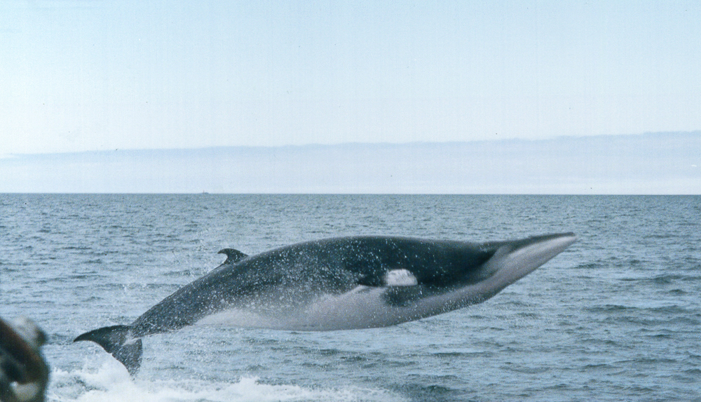 Minke Whales Win A Victory In Iceland Minke Whale Whalers Sea