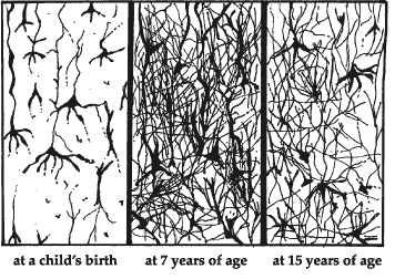 Neural Pruning Enhance Teen Years Independence Your Land