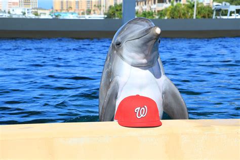 Nicholas The Dolphin Predicts Nationals World Series Win Wtop News