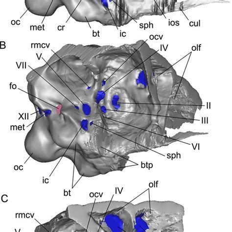 Pan Troglodytes Braincase Insights Black Atlantic