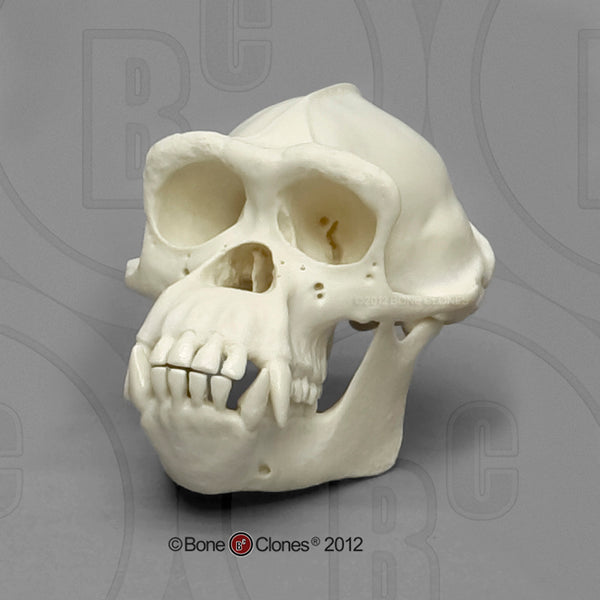 Pan Troglodytes Chimpanzee Half Scale Skull Model Youtube