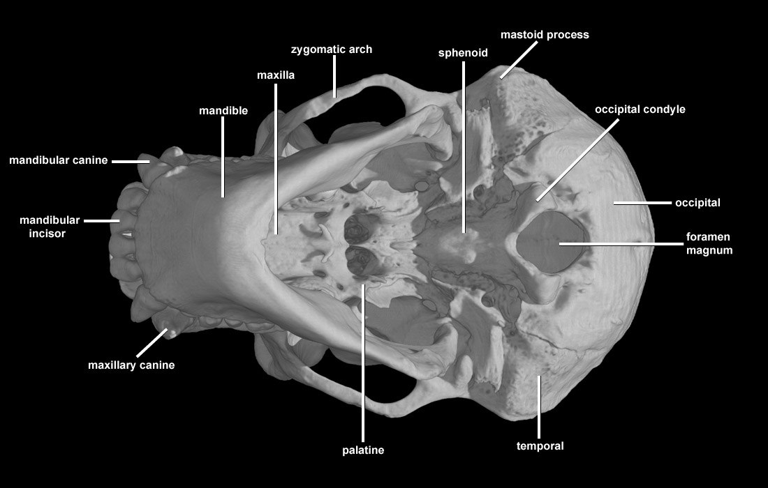 Pan Troglodytes