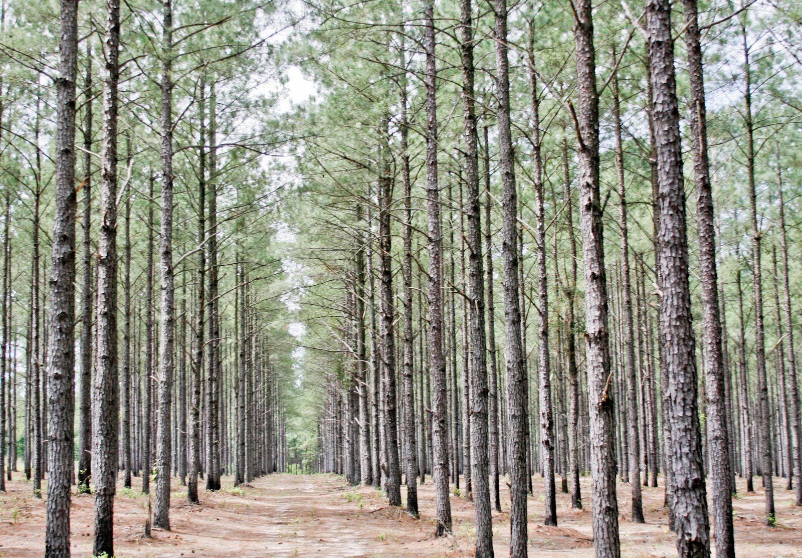 Photo Real Tree Farm