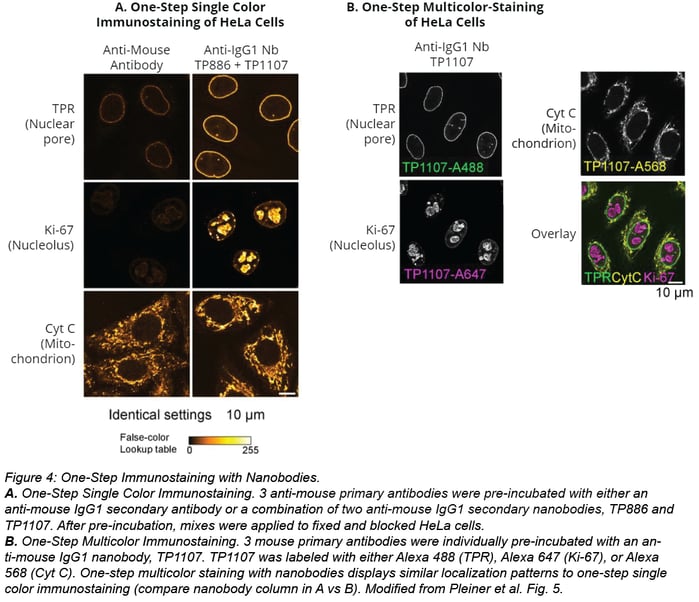 Plasmids 101 Secondary Nanobody Toolbox