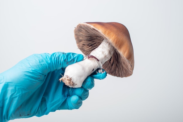 Premium Ai Image Cultivation Of Hallucinogenic Mushrooms Psilocybin