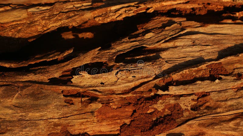 Premium Photo Closeup Texture Of Wood Damaged By Termites