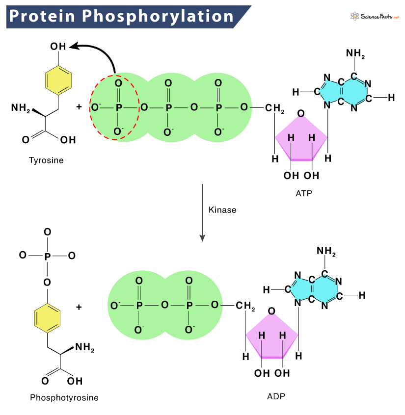 Protein Phosphorylation Definition Mechanism Example Function