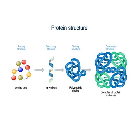 Protein Structure Biological Molecules