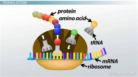 Protein Synthesis Lesson For Kids Video Study Com