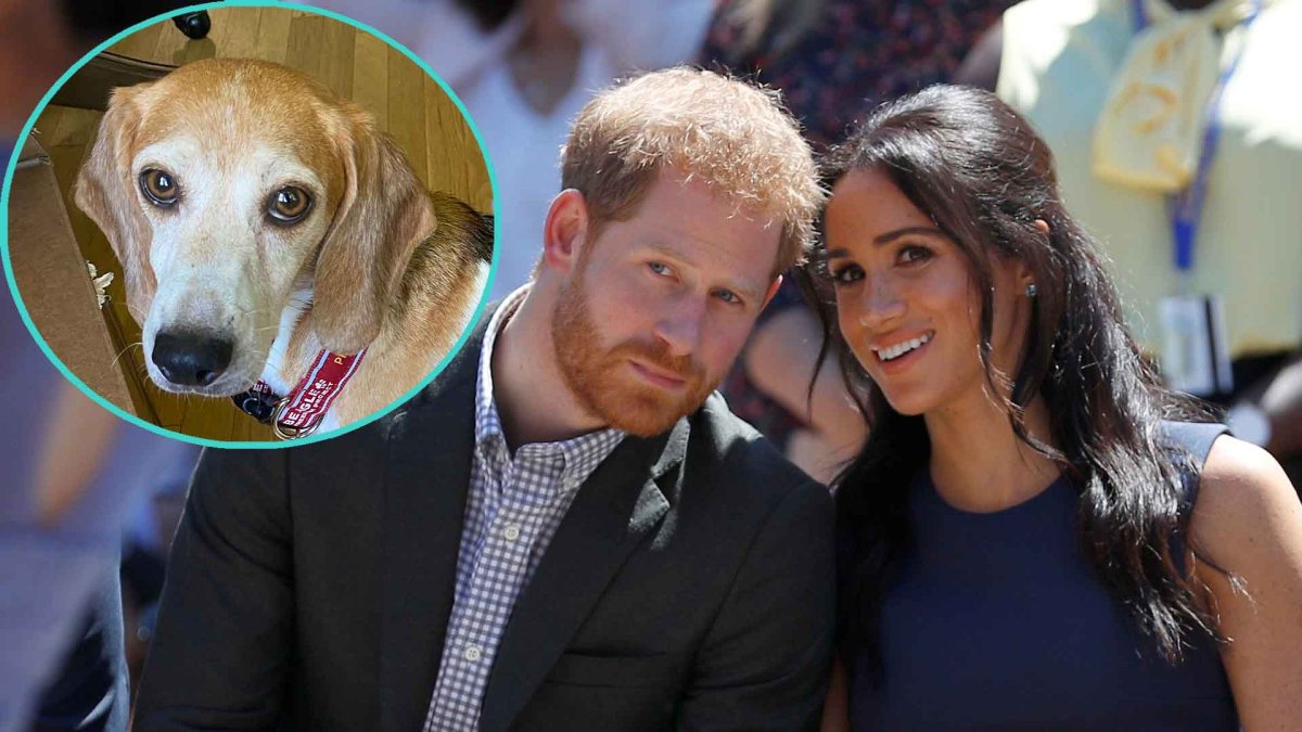 Przyrodni Brat Meghan Markle Mia D Y Jej Show I Zarzuca K Amstwa Pudelek