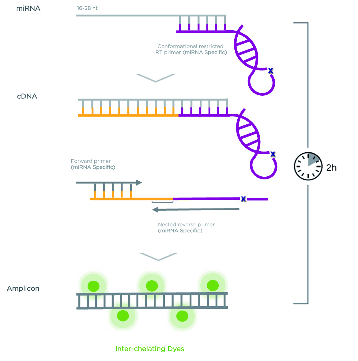 Qpcr Primer Buthwa