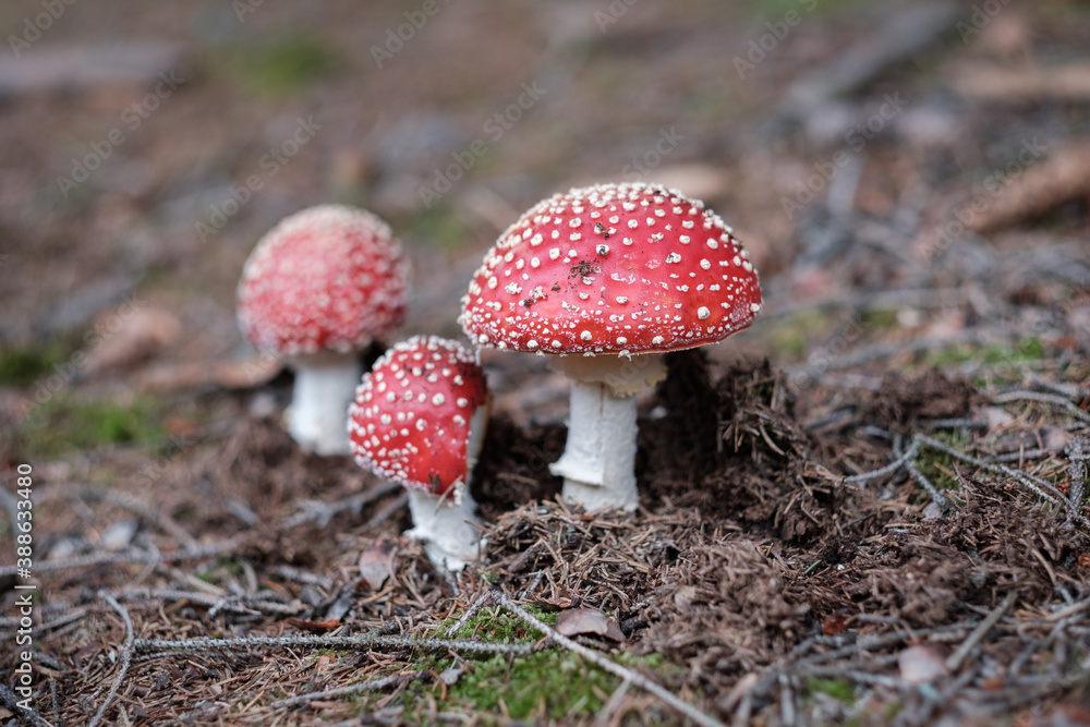 Red Toxic Hallucinogenic Poisonous Mushroom With Red Dots In A Natural