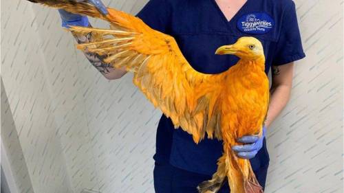 Rescued Phoenix Was Actually A Seagull Covered In Turmeric National