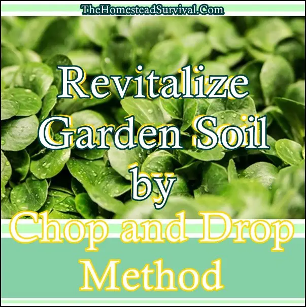 Revitalize Garden Soil By Chop And Drop Method The Homestead Survival