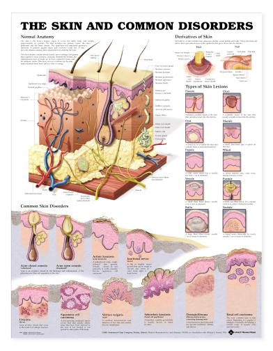 Skin Chart The Skin And Common Disorders