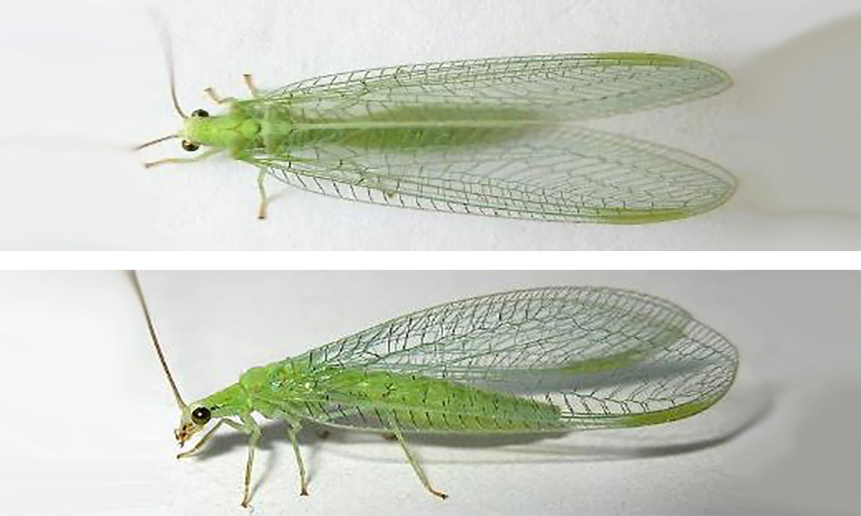 Small Green Flying Bugs Lacewing Fly Facts Clear Wings