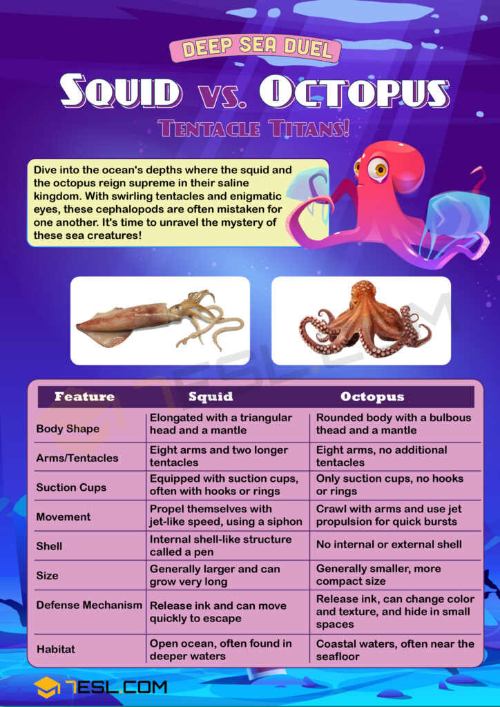 Squid Vs Octopus What Are The Differences