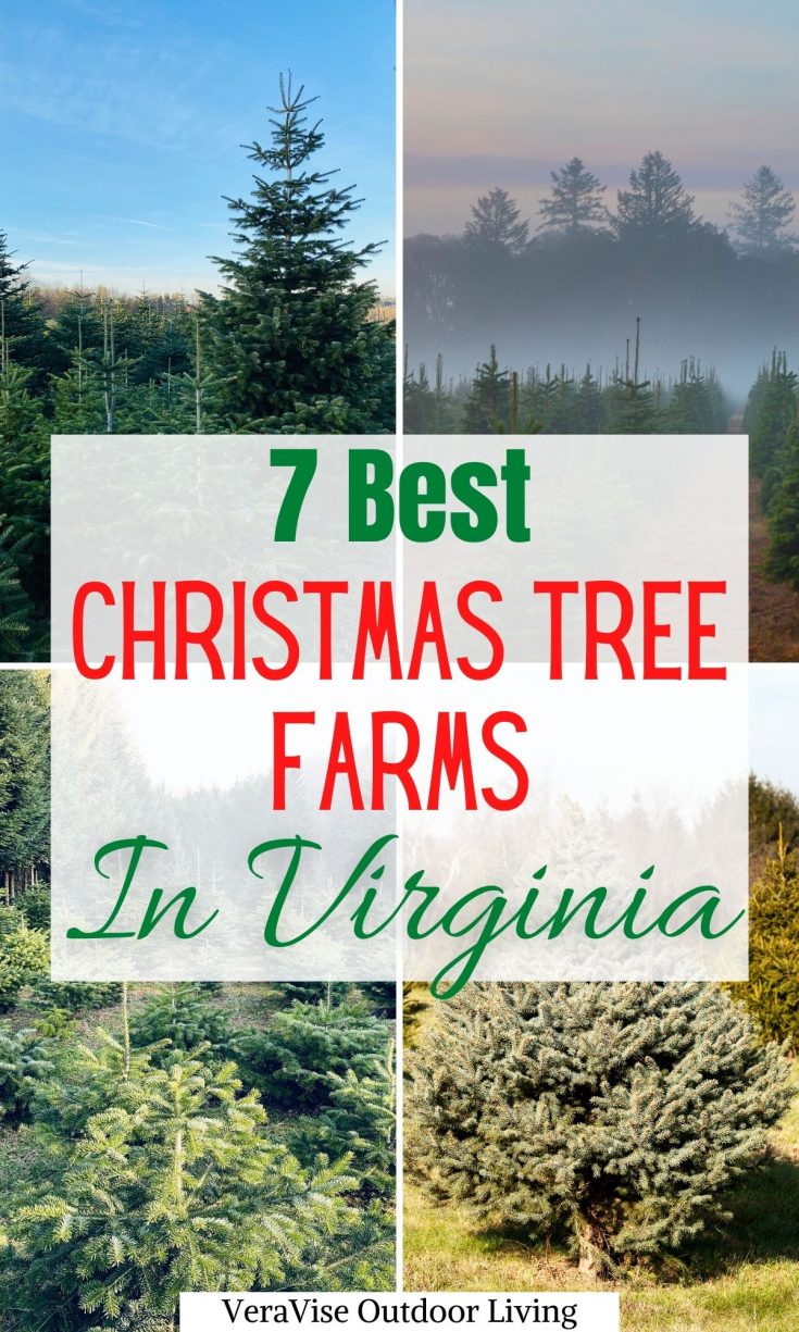 The 15 Best Christmas Tree Farms In Virginia 2023