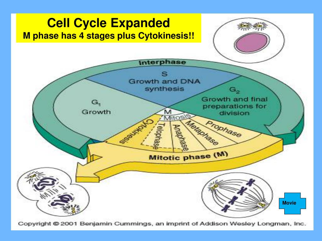 The Cell Cycle Ppt Download