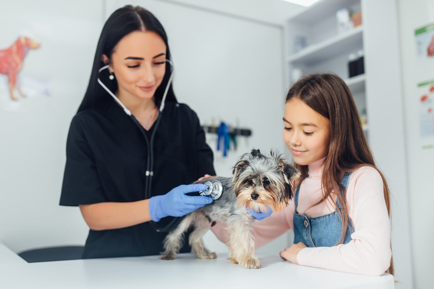 The Importance Of Cat Dog Checkups Jacksonville Vet