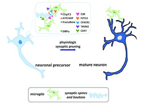 The Importance Of Neural Pruning