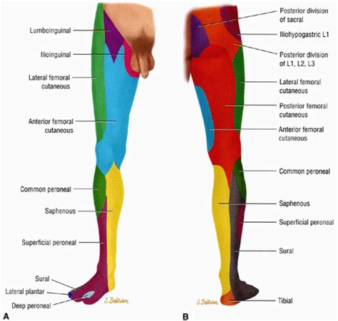 The Lower Extremity Musculoskeletal Key