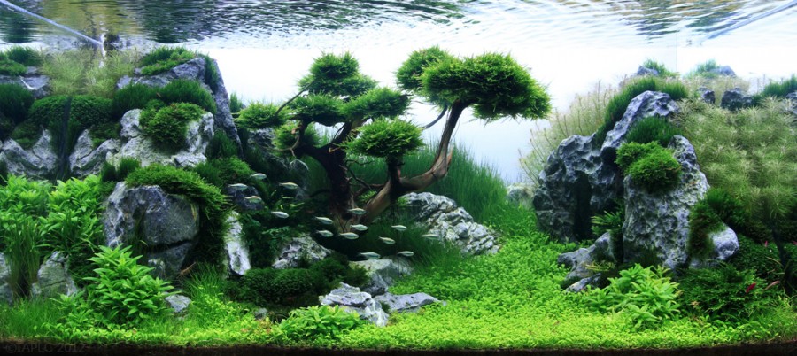 The Most Beautiful Freshwater Aquariums In The World 21 Pictures