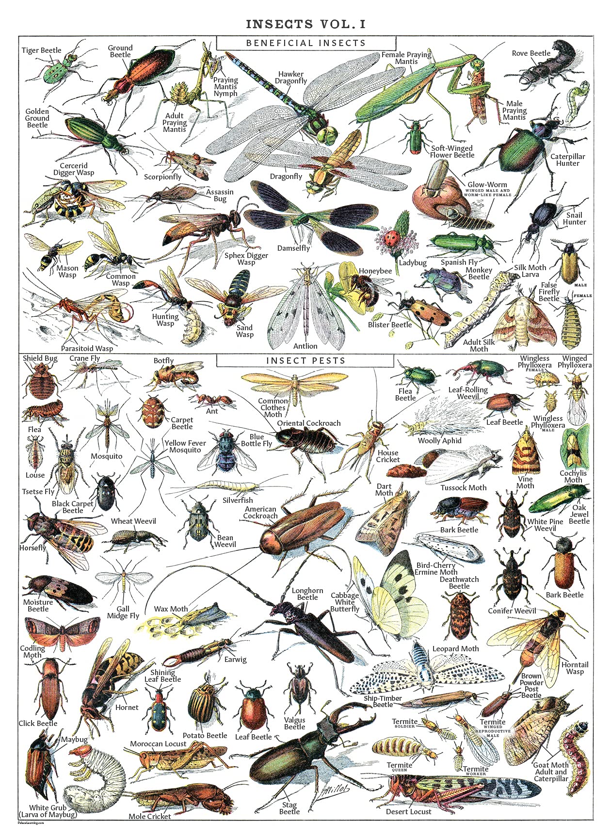 The Most Common Texas Insect Identification Tools