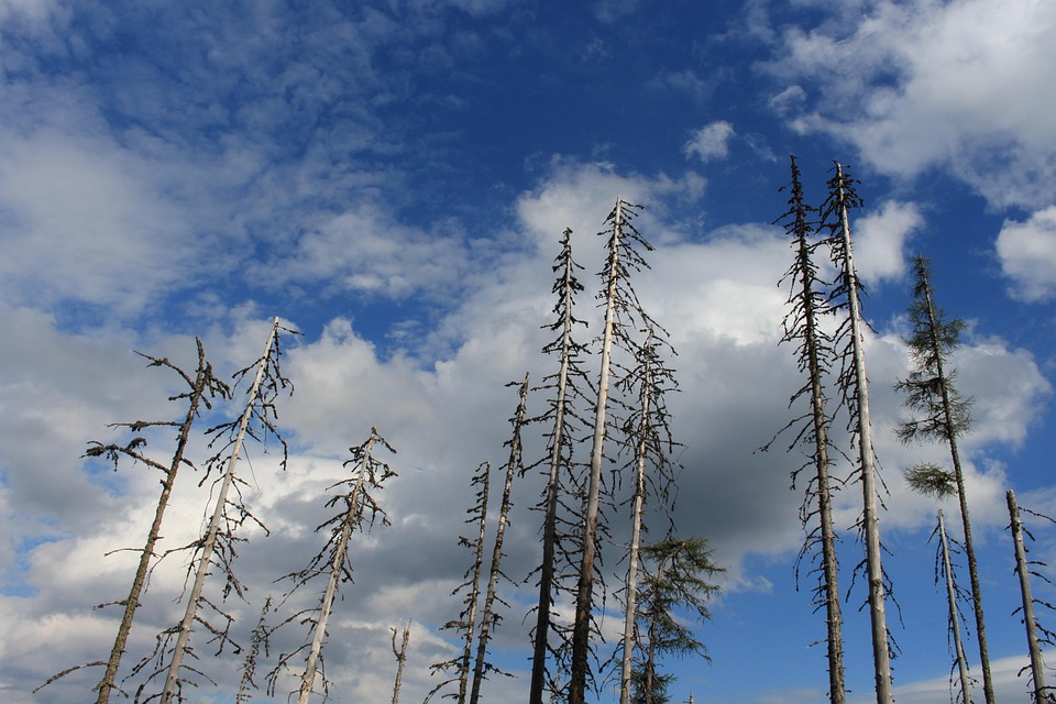 The Sky With Clouds And Trees Is Shown In This Photo Which Has A Quote