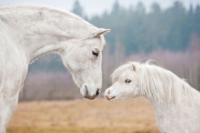 The Symbolic Interpretation Of A White Horse In Dreams Shunspirit