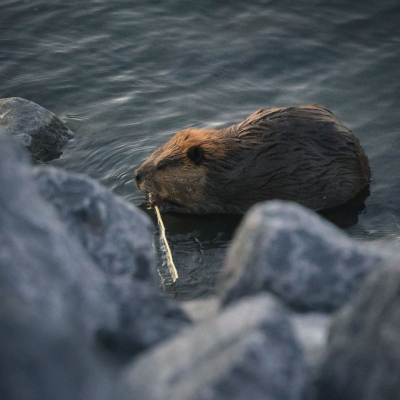 The Ultimate Guide To Identifying All The Rodents Of North Carolina