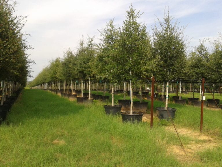 Tree Farms In Texas Wholesale Tree Nursery Cc Tree Farms Llc