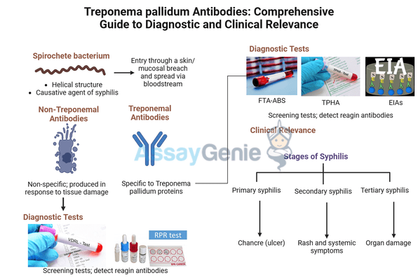 Treponema Pallidum Antibodies Comprehensive Guide To Diagnostic And