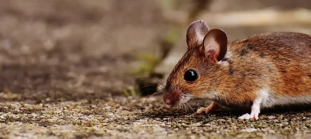 Ultimate Guide To Common Humboldt County Rodents Woods Pest Control